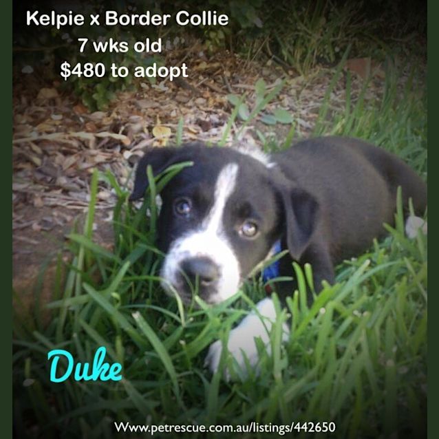 Photo of Duke