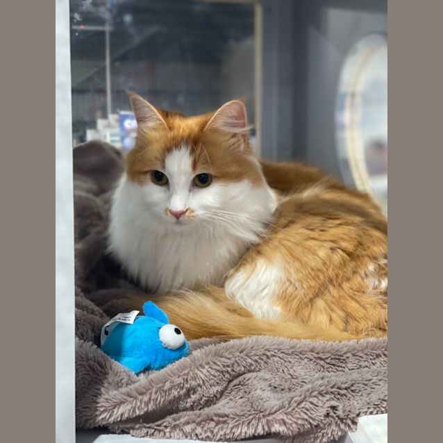 Photo of Spice Meet Me At Petstock Mornington On Nepean Hwy