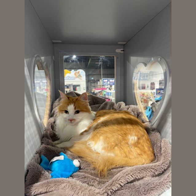 Photo of Spice Meet Me At Petstock Mornington On Nepean Hwy