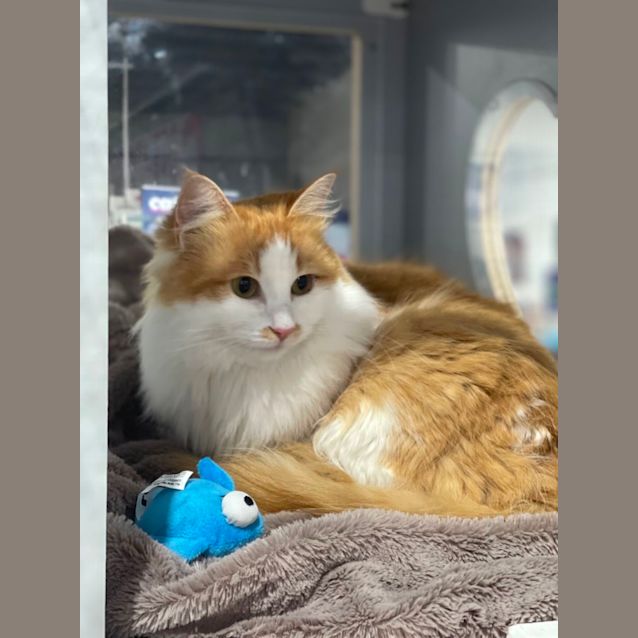 Photo of Spice Meet Me At Petstock Mornington On Nepean Hwy