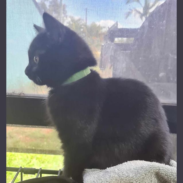 Photo of Obsidian