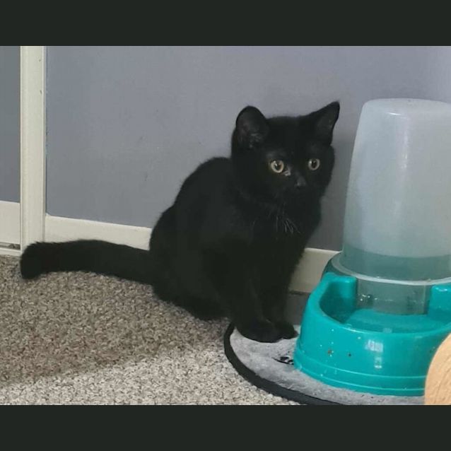 Photo of Obsidian