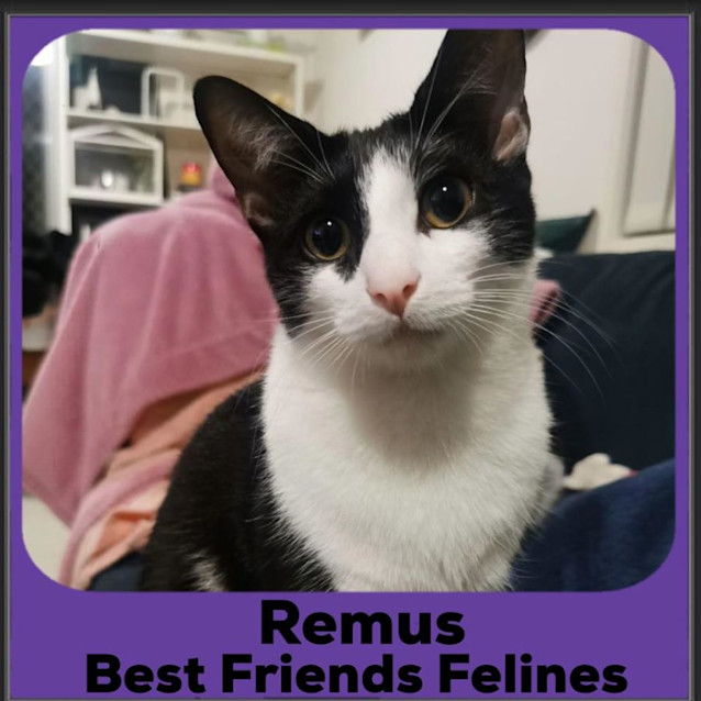 Photo of Remus 
