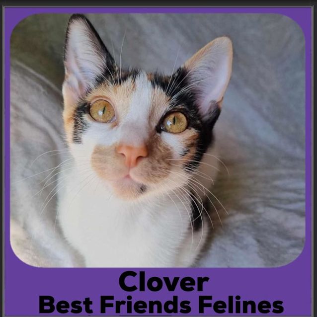Photo of Clover