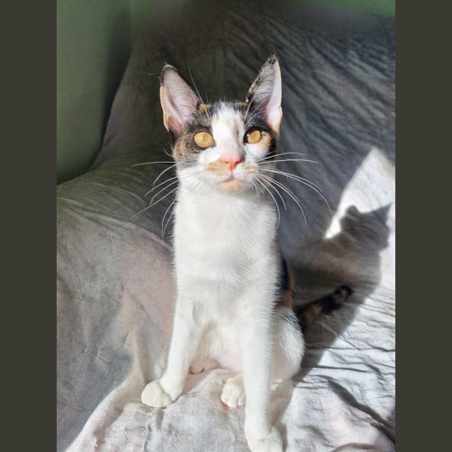 Photo of Petal