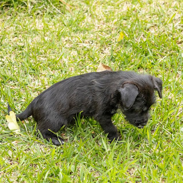 Photo of Marvin