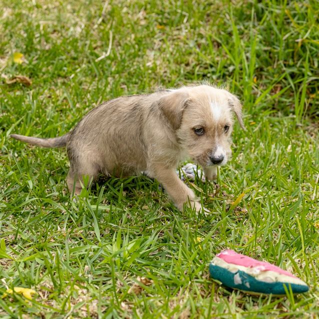 Photo of Morty