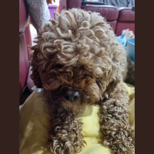 Photo of Frenchee