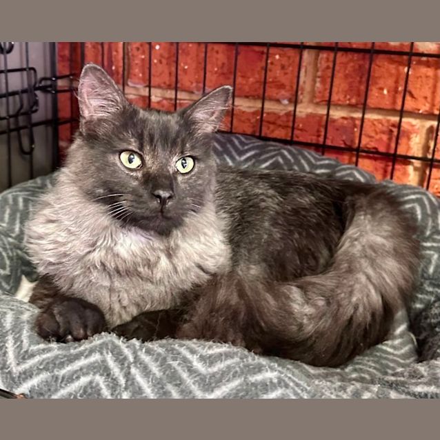 Photo of Smokey