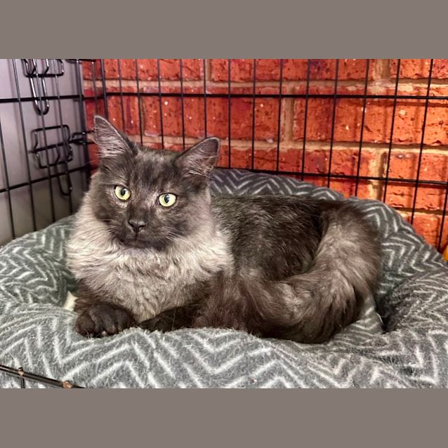 Photo of Smokey