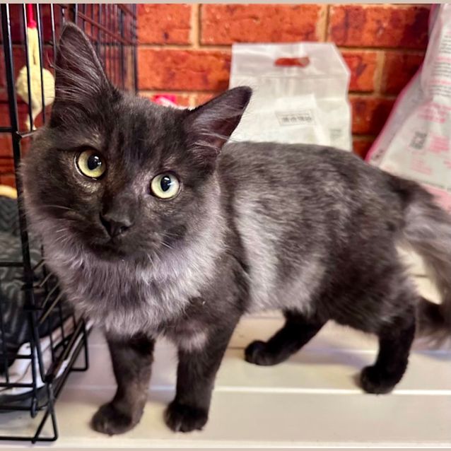 Photo of Smokey