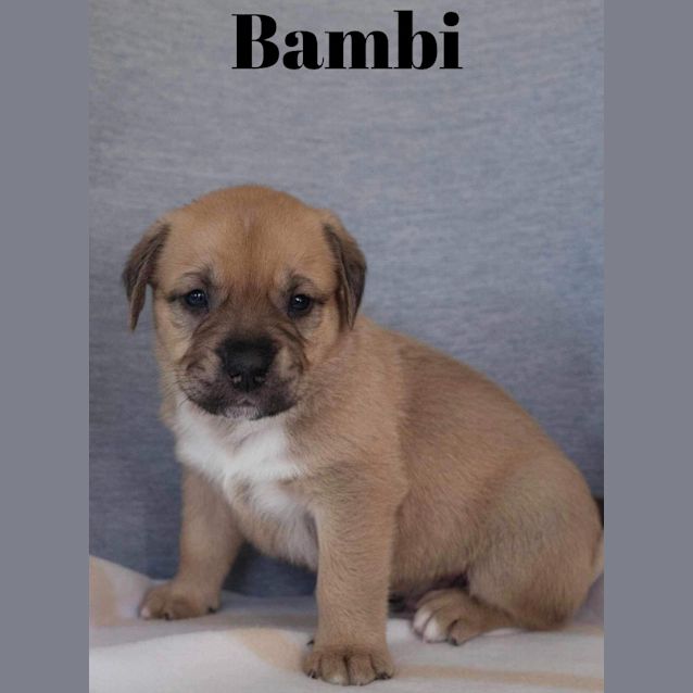 Photo of Bambi (Black)