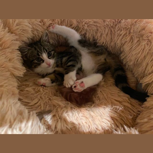Photo of Sybil