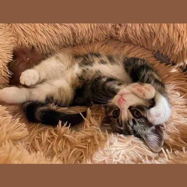 Photo of Sybil