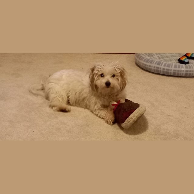 Photo of Dougie