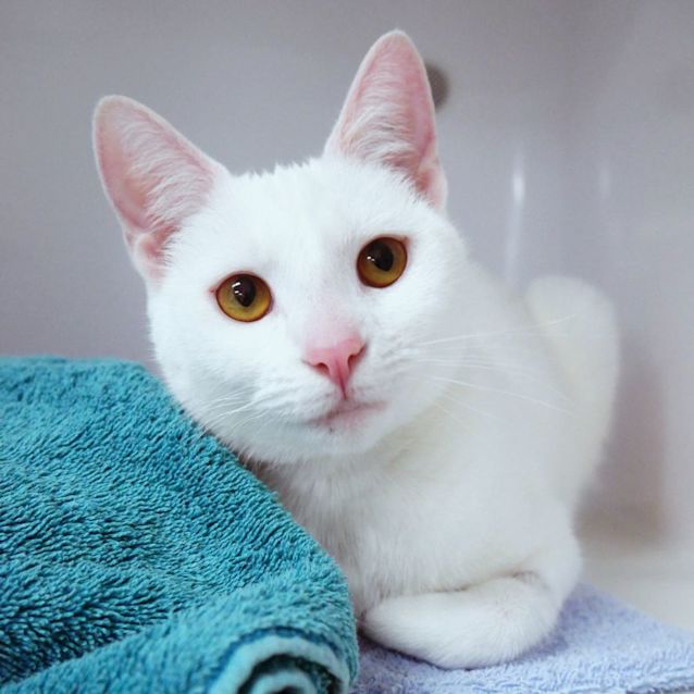 Photo of Safiya Sua011543