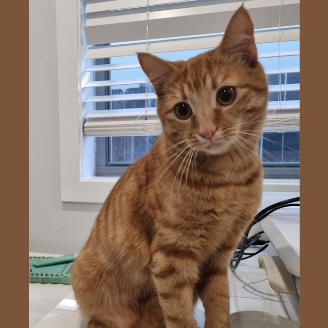Photo of Crunchie