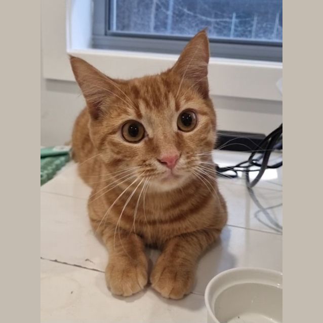 Photo of Crunchie
