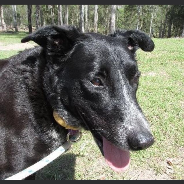 Photo of Matey