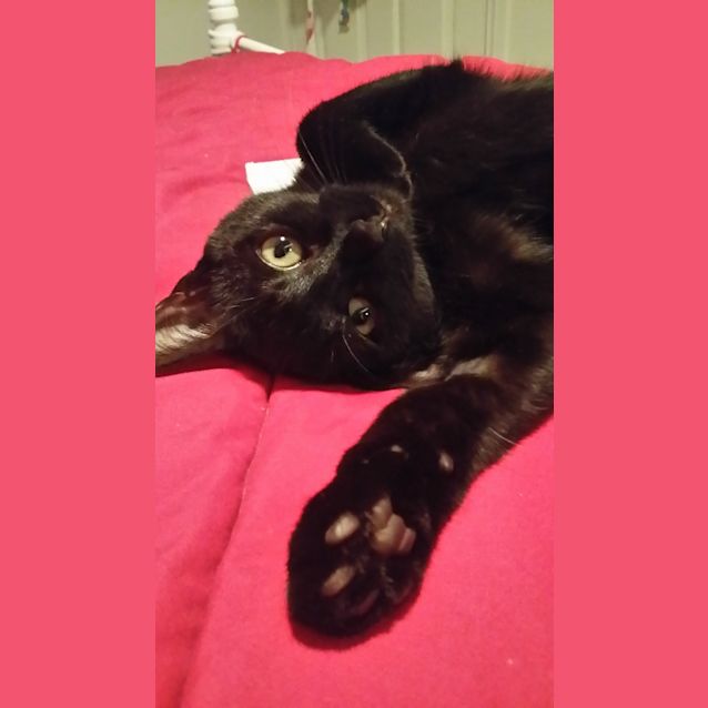 Photo of Lilly (Located In Koo Wee Rup)