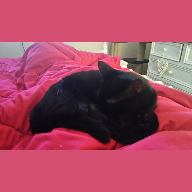 Photo of Lilly (Located In Koo Wee Rup)