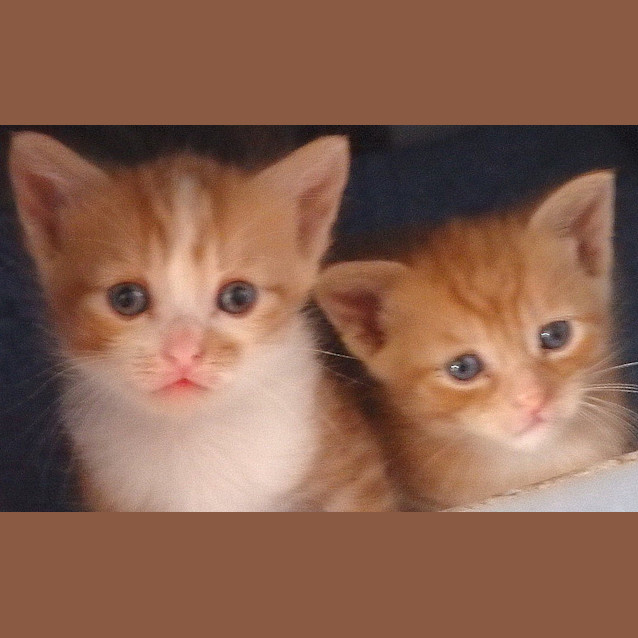 Photo of "Zebedee & Micah"   Purrfect Match