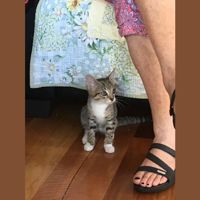 Photo of Cn P Rescue Kitten   Chewy 