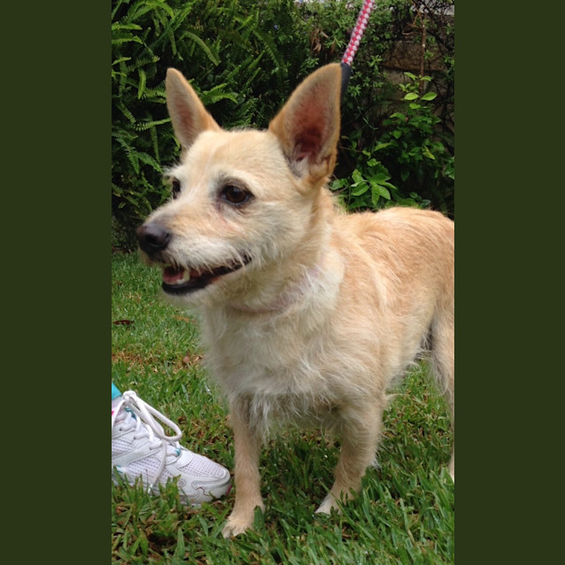 Photo of Honey (Dog Friendly)