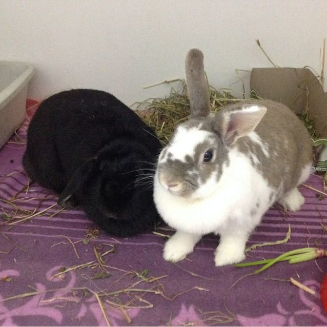 Photo of Biscuit