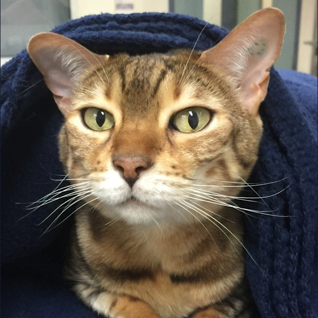 Photo of Luna