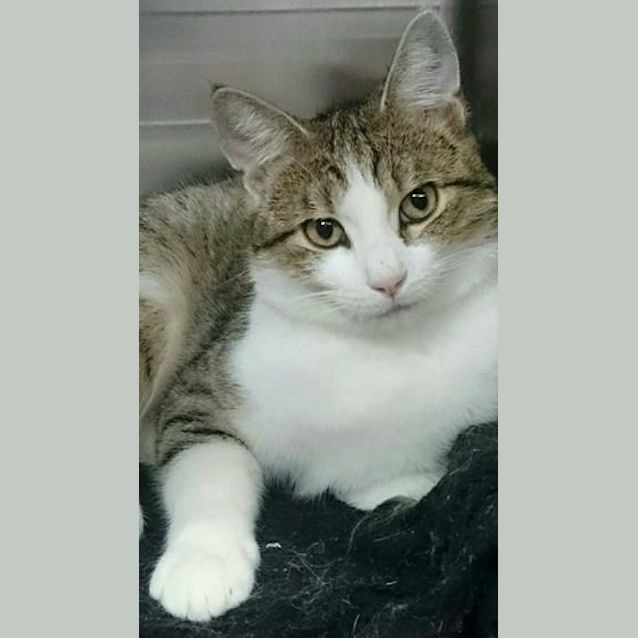 Photo of Chester @ The Pet House Tuggerah