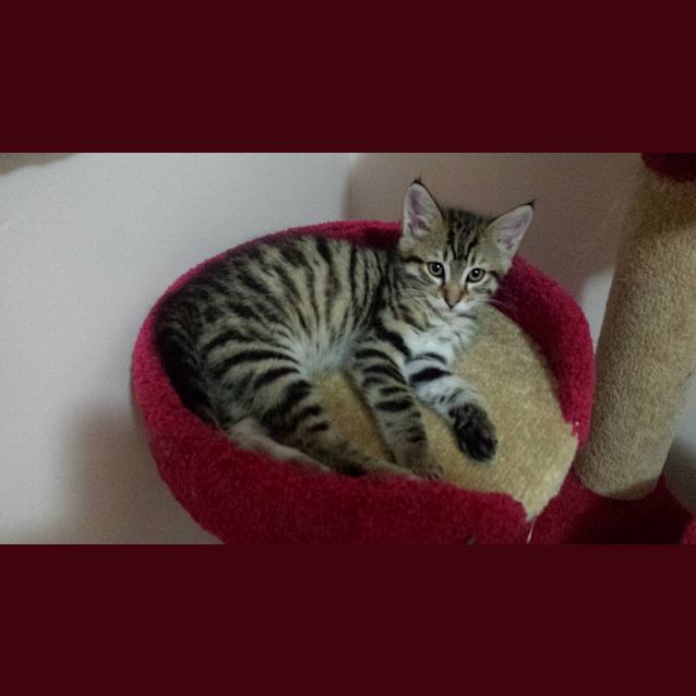 Photo of Frazzle