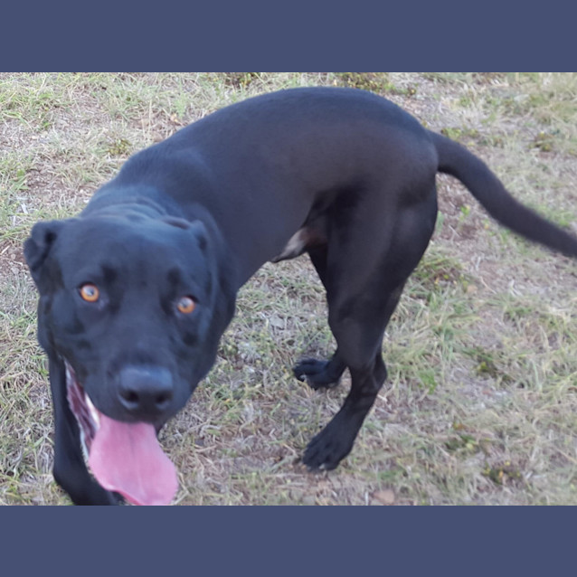 Photo of Toby (Adoption Pending)