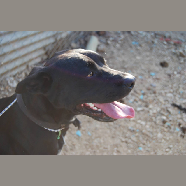 Photo of Toby (Adoption Pending)