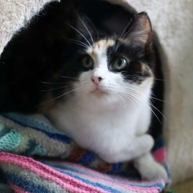 Photo of Pie