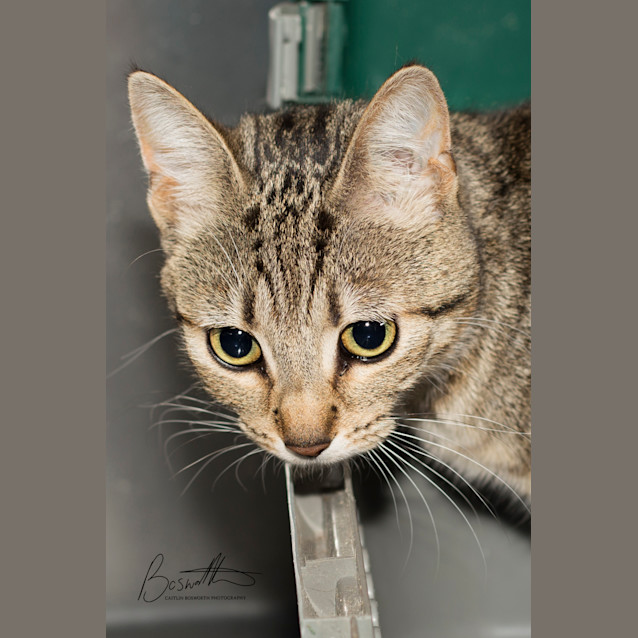 Photo of Sage