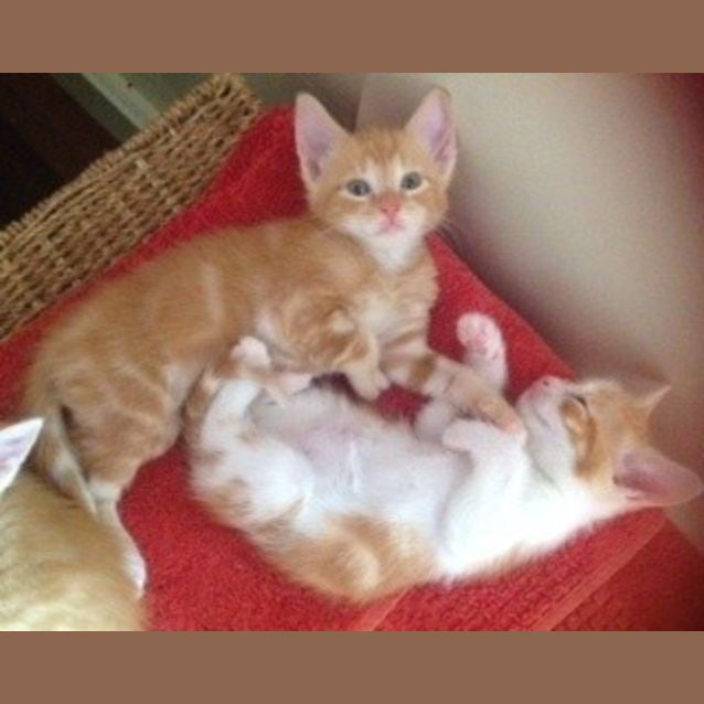 Photo of Marmalade On Hold