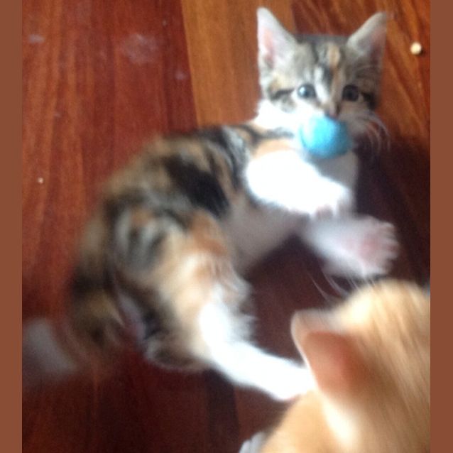 Photo of Tori