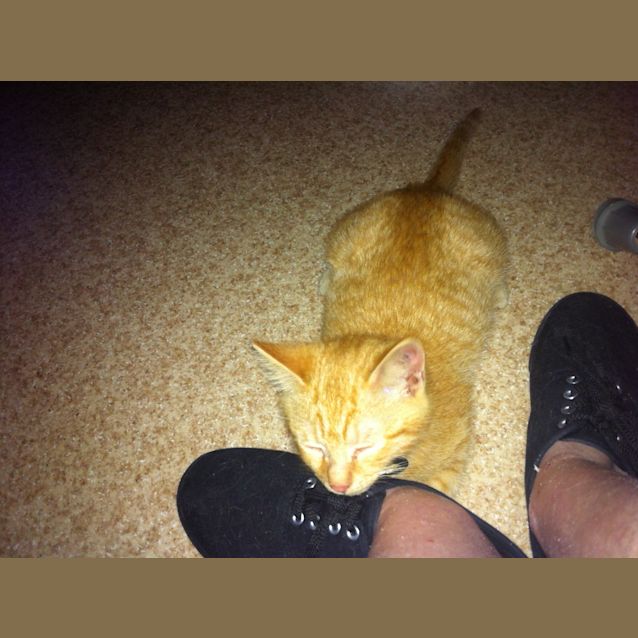Photo of Pickle