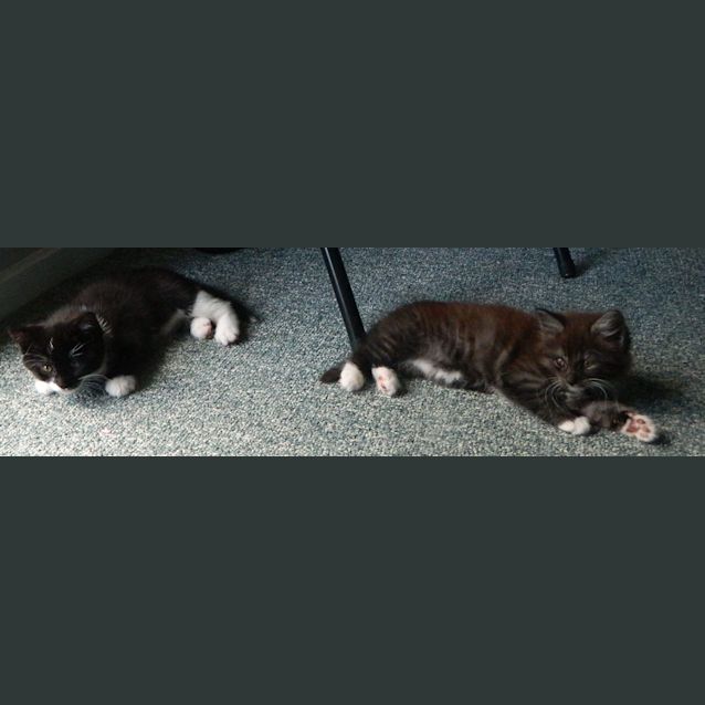 Photo of "Miley & Cyrus"   Purrfect Match