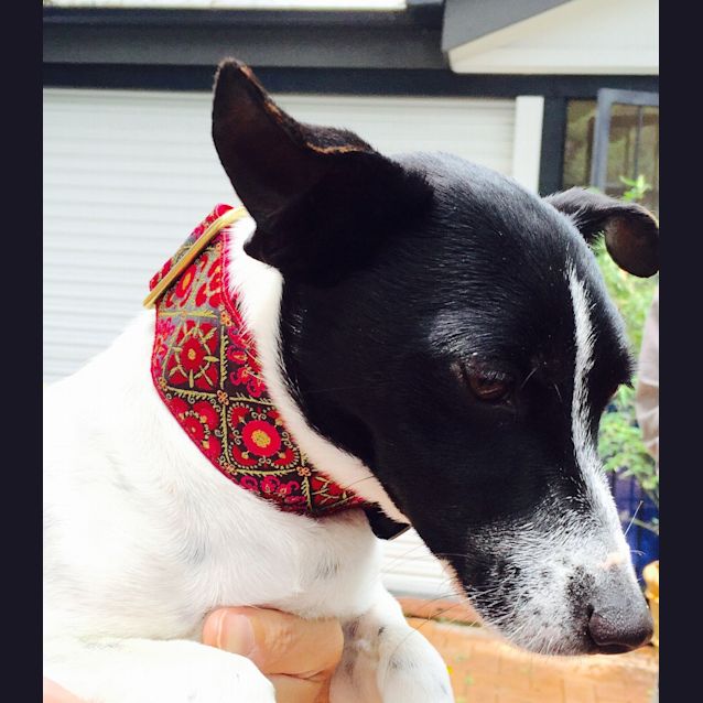 Photo of Lola