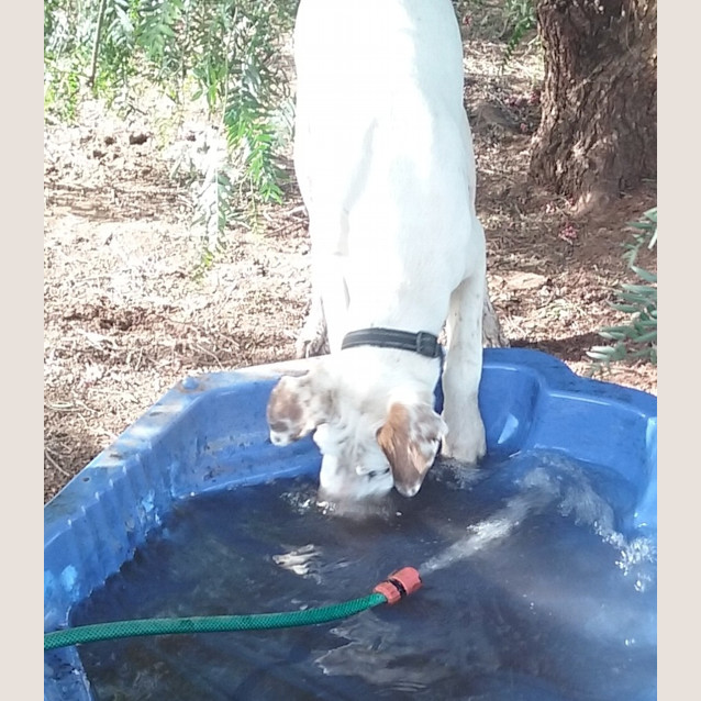 Photo of Clancy .. Loyal, Gentle, Chilled