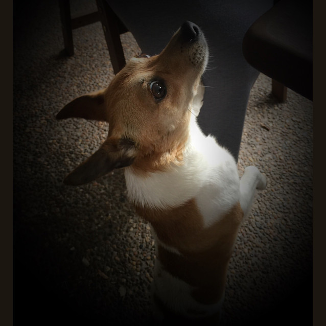 Photo of Tinkerbelle (Tink)