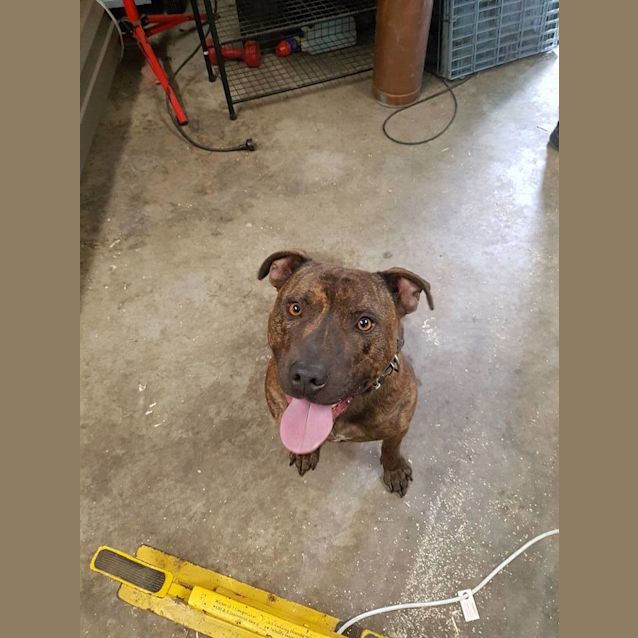 Photo of Chopper