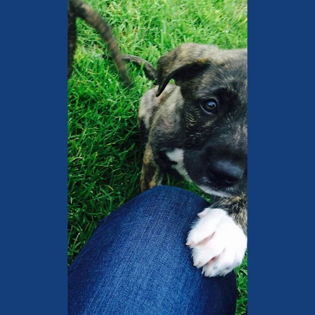 Photo of Stella