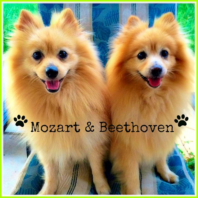 Photo of Mozart & Beethoven 