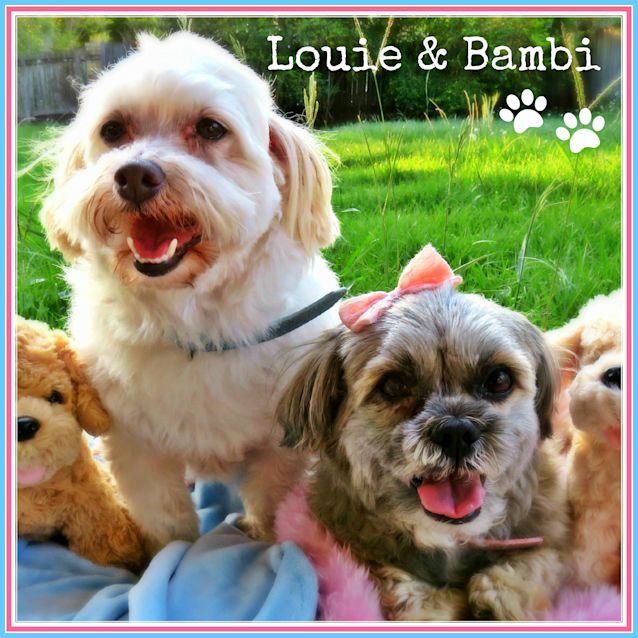 Photo of Louie & Bambi