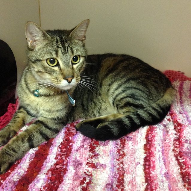 Photo of Tiger