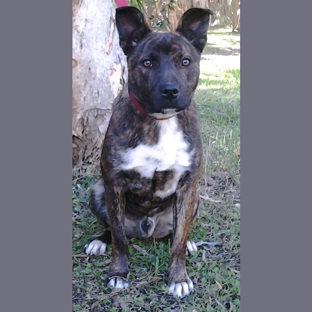 Photo of Sarge 095 1714