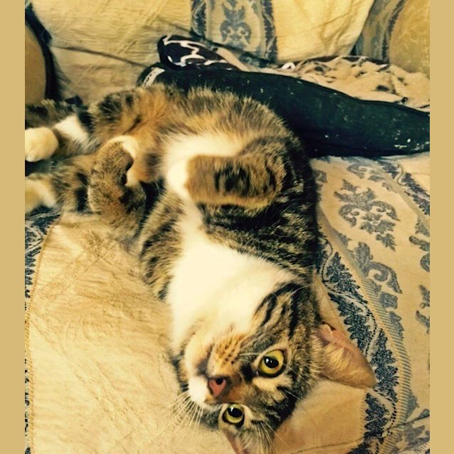 Photo of Toffee